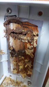 Las termitas al descubierto: diversidad de tipos y especies