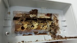 Por qué las termitas vuelven si no se aplica un tratamiento profesional