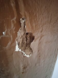 Una plaga de termitas acaba en condena: 6.169 euros por vicio oculto en una vivienda